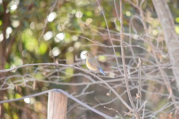 Red-flanked Bluetail オオタカの森 Sun, 1/10/2021