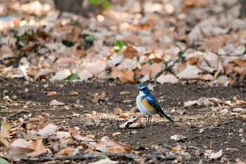 2021年1月10日(日) オオタカの森の野鳥観察記録