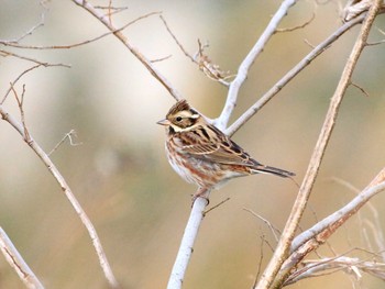 Rustic Bunting 大栗川(多摩川合流地点) Wed, 11/30/2016