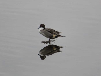 2021年1月12日(火) 境川(境橋付近)の野鳥観察記録