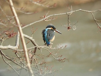 Common Kingfisher Nara Park Mon, 1/11/2021