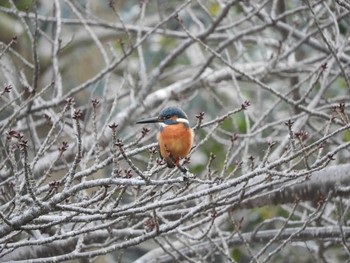 Common Kingfisher Nara Park Mon, 1/11/2021