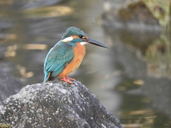 Mon, 1/11/2021 Birding report at Nara Park