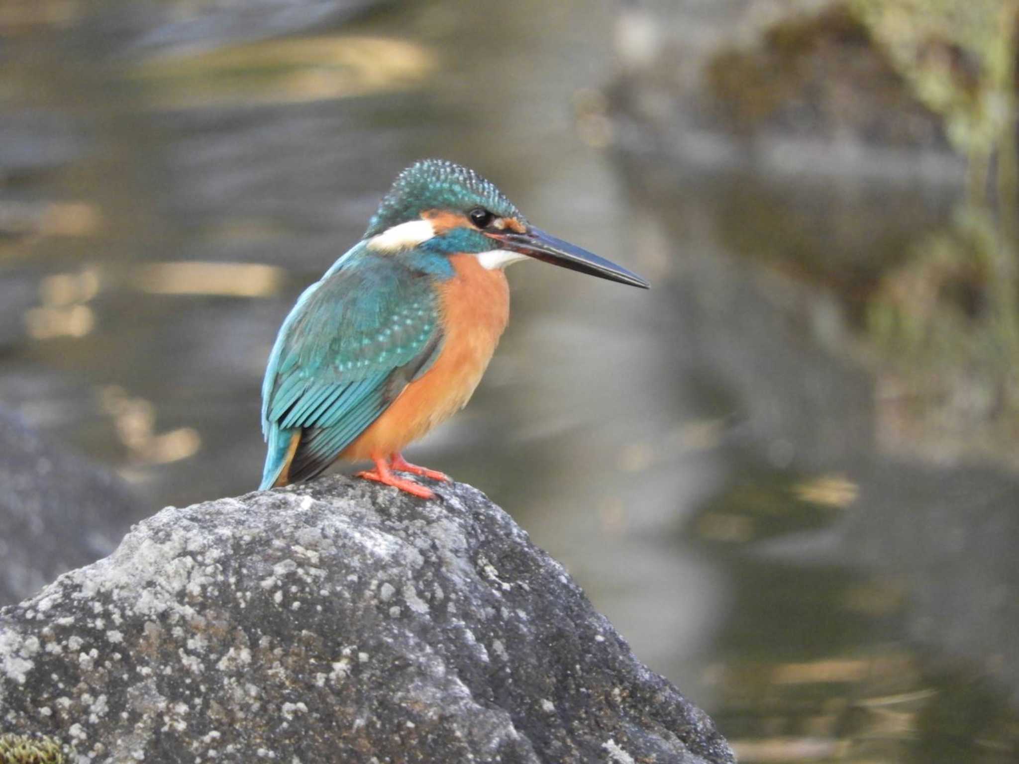 Common Kingfisher