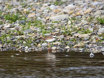 Long-billed Plover 大栗川(多摩川合流地点) Wed, 11/30/2016