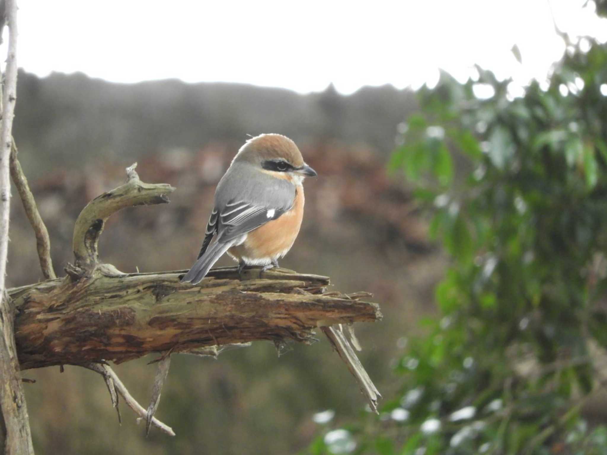 Bull-headed Shrike