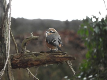 Bull-headed Shrike Nara Park Mon, 1/11/2021