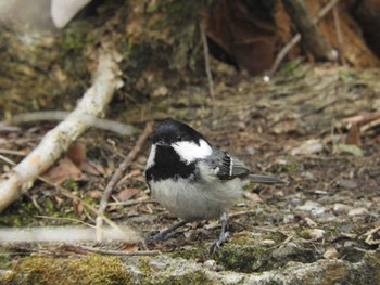 Coal Tit Nara Park Mon, 1/11/2021