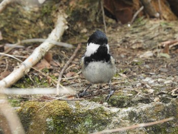 Coal Tit Nara Park Mon, 1/11/2021