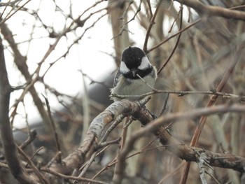 Coal Tit Nara Park Mon, 1/11/2021