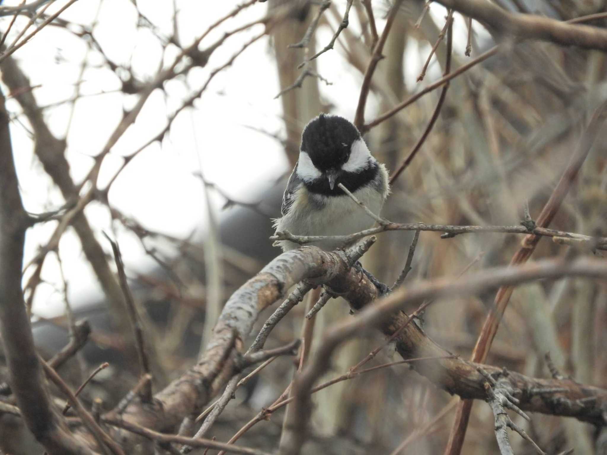 Photo of Coal Tit at Nara Park by あなちゃん