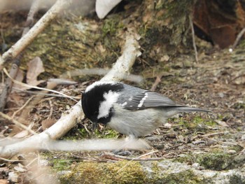 Coal Tit Nara Park Mon, 1/11/2021