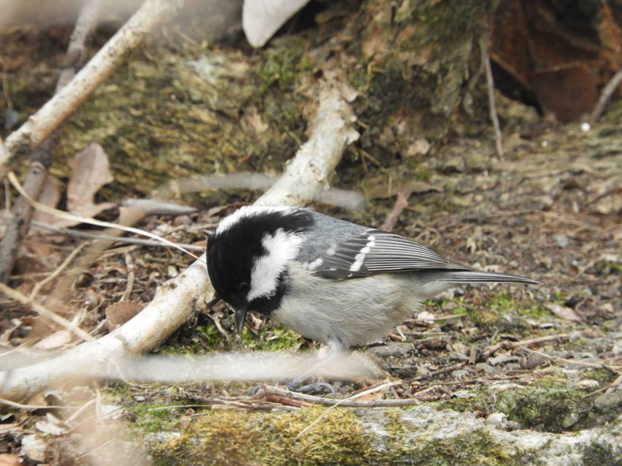 Coal Tit