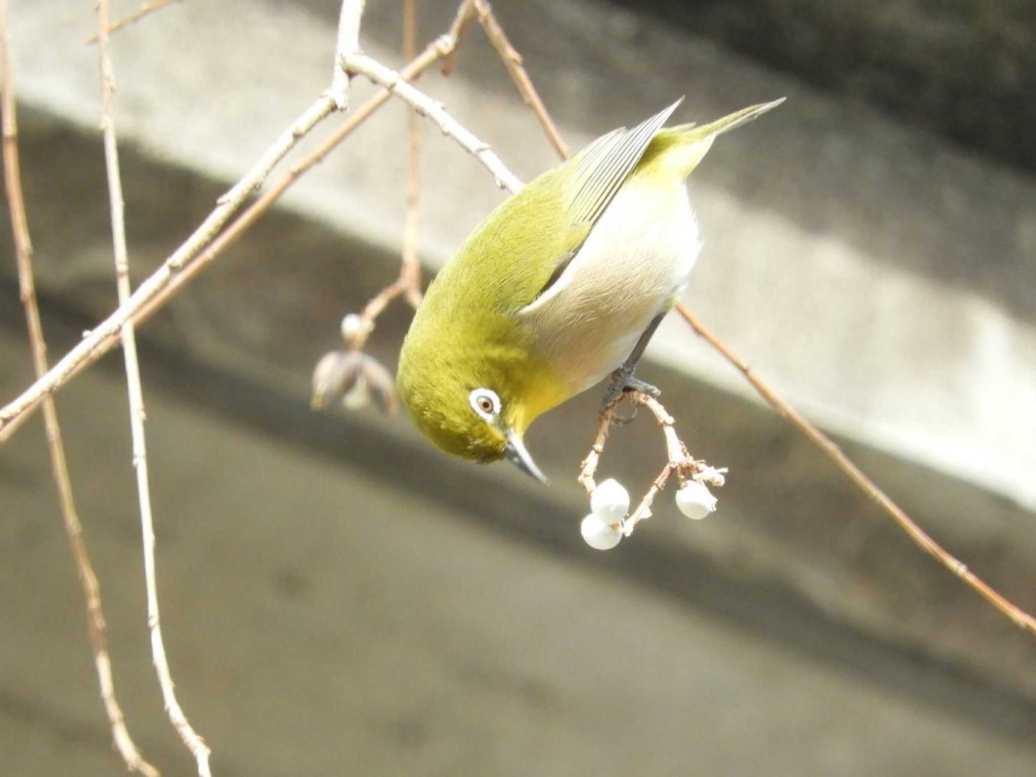 Warbling White-eye