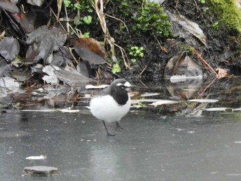 Japanese Wagtail Nara Park Mon, 1/11/2021