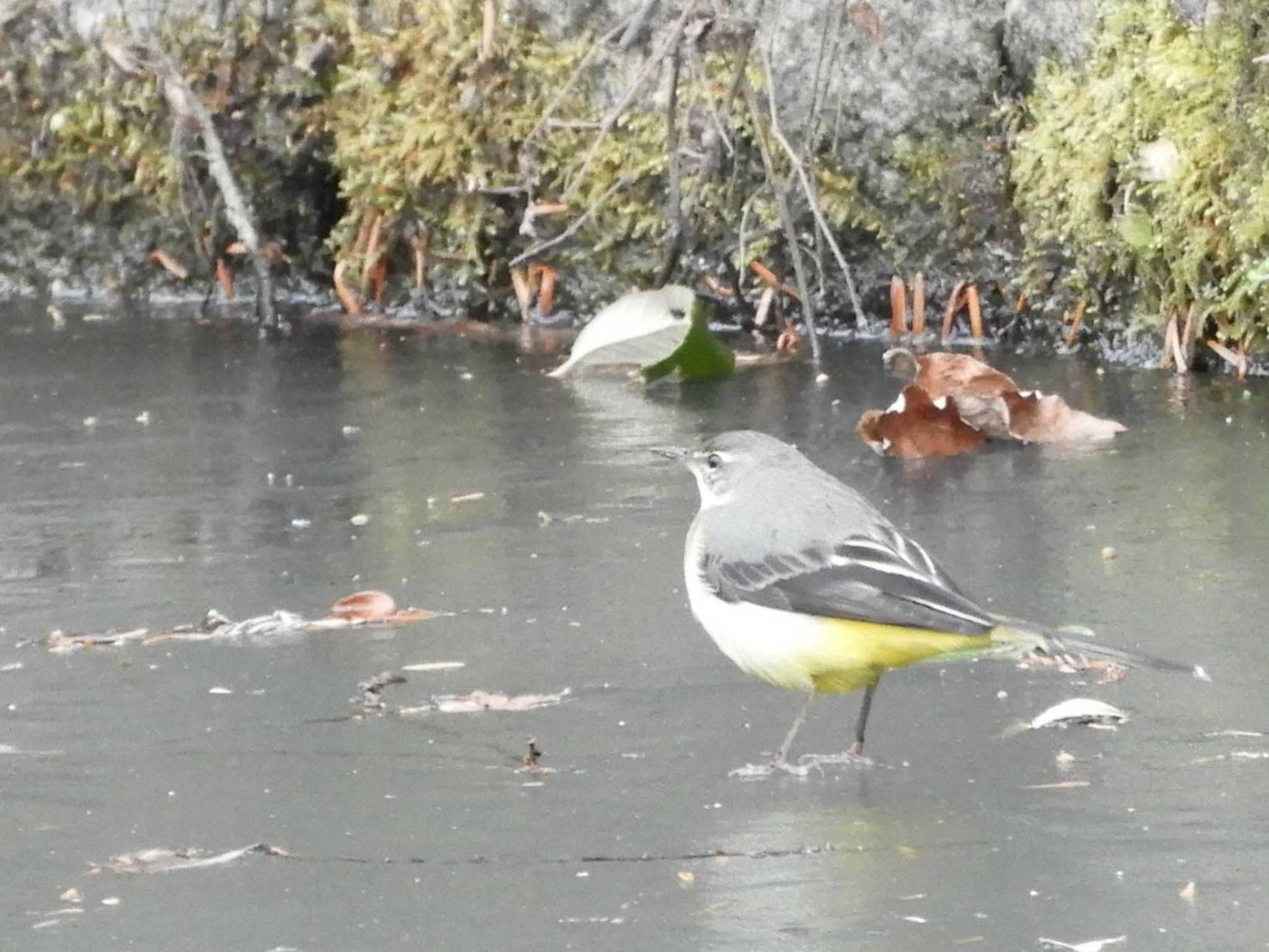 Grey Wagtail