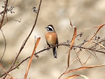 Meadow Bunting 大栗川(多摩川合流地点) Wed, 11/30/2016