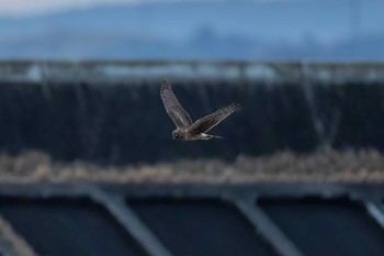 Hen Harrier 山口県山口市 Mon, 1/11/2021