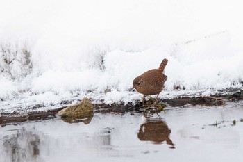 2021年1月10日(日) 戦場ヶ原の野鳥観察記録