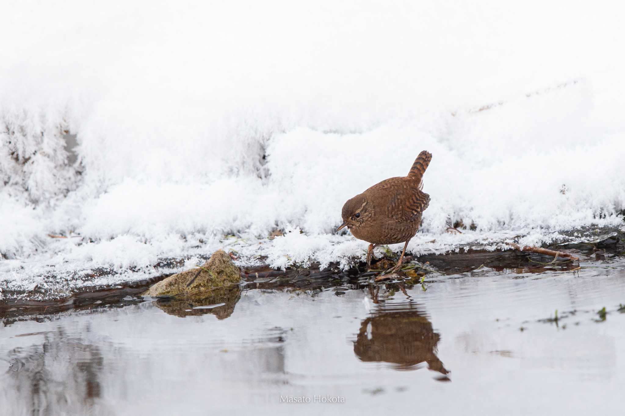 Eurasian Wren