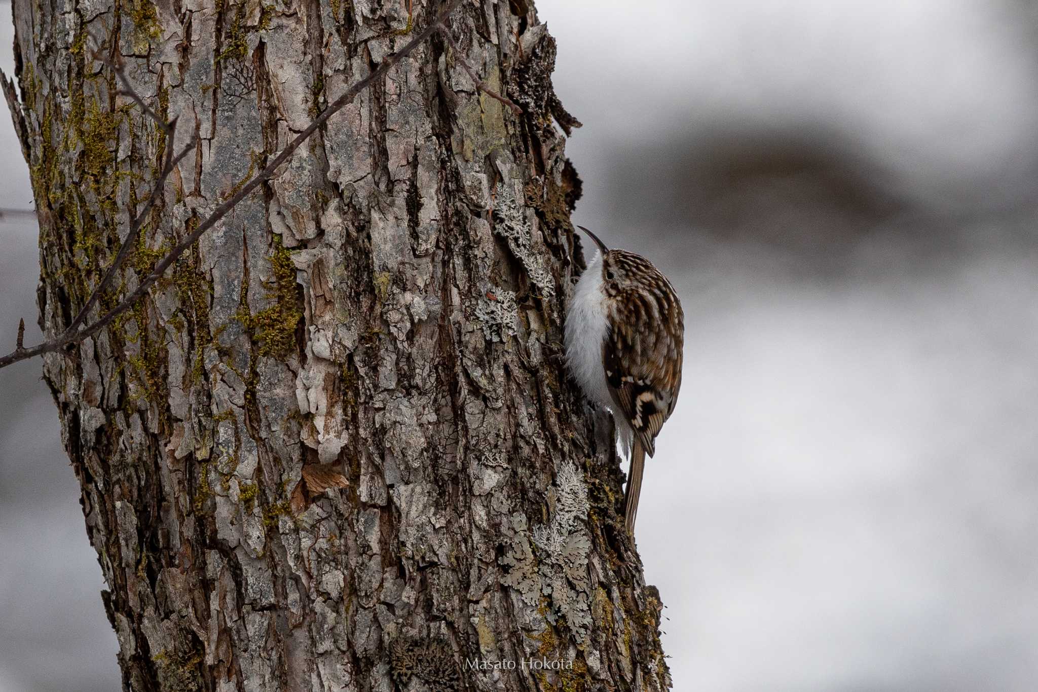 Photo of Eurasian Treecreeper at Senjogahara Marshland by Trio