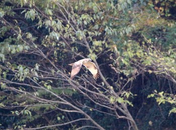 ノスリ 大栗川(多摩川合流地点) 2016年11月30日(水)