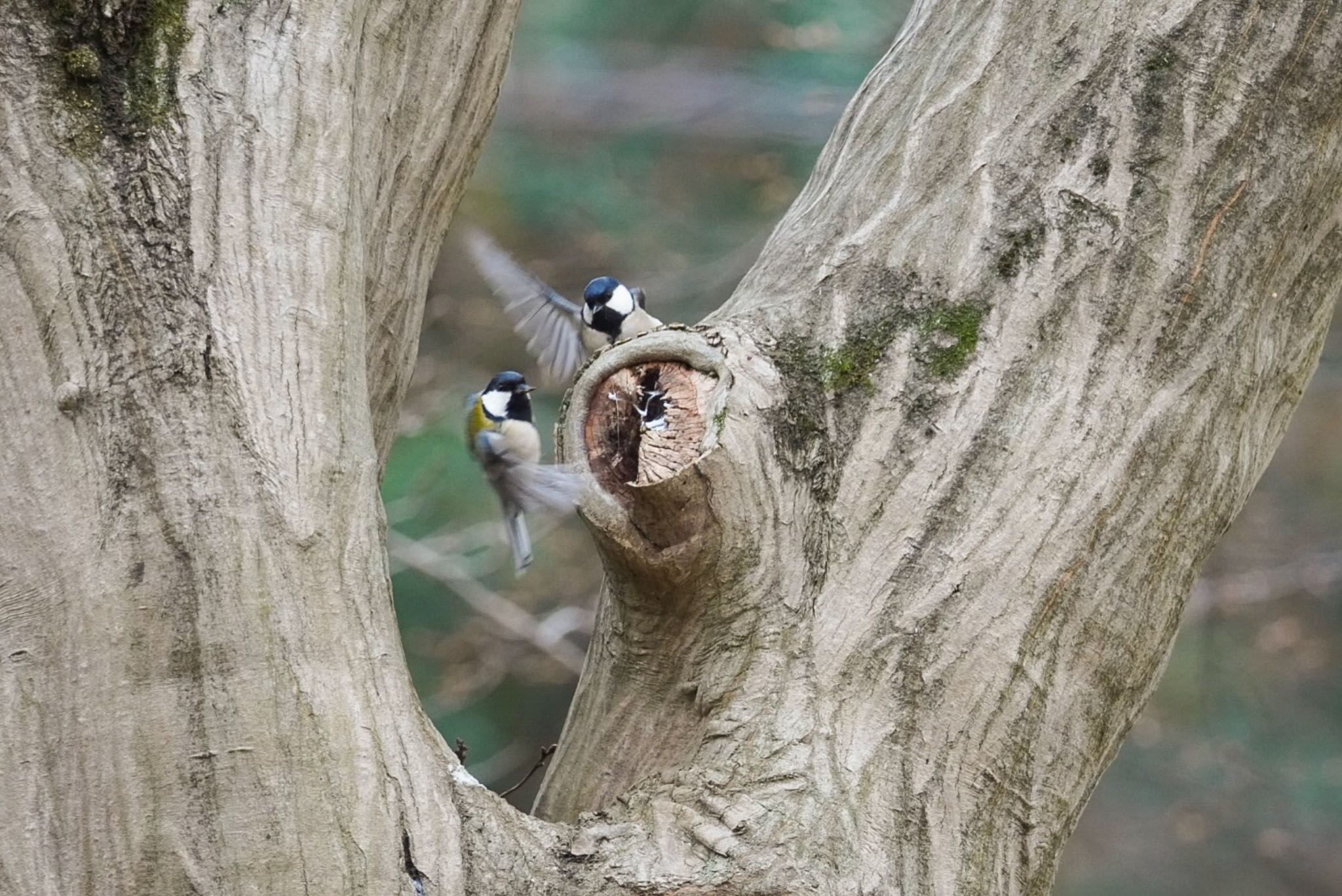 シジュウカラ