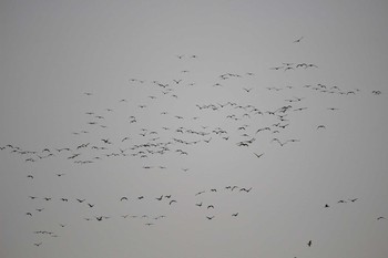 カワウ 大栗川(多摩川合流地点) 2016年11月30日(水)