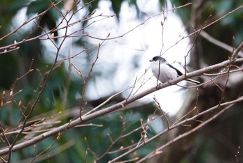 Tue, 1/12/2021 Birding report at Machida Yakushiike Park