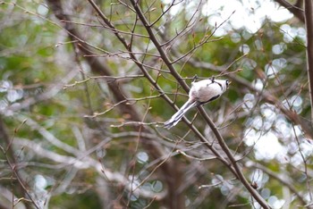 Long-tailed Tit Machida Yakushiike Park Tue, 1/12/2021