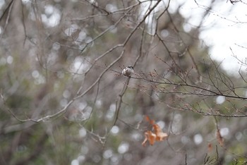 Long-tailed Tit Machida Yakushiike Park Tue, 1/12/2021