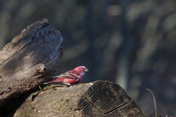 Pallas's Rosefinch Saitama Prefecture Forest Park Sun, 12/11/2016