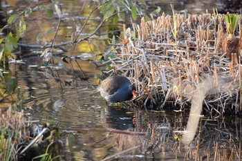 Common Moorhen 善福寺公園 Tue, 12/29/2020