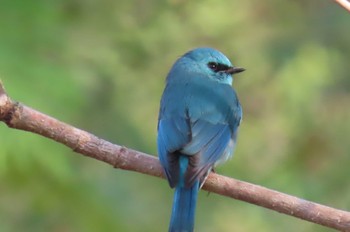 ロクショウヒタキ Khao Mai Keao Reservation Park 2021年1月12日(火)