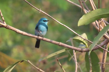 2021年1月12日(火) Khao Mai Keao Reservation Parkの野鳥観察記録