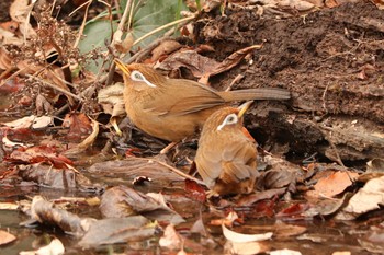 2021年1月8日(金) 三ツ池公園(横浜市鶴見区)の野鳥観察記録