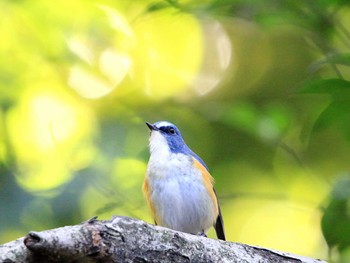 Fri, 12/2/2016 Birding report at Shinjuku Gyoen National Garden