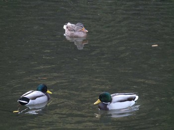 マガモ 清瀬金山緑地公園 2020年11月17日(火)