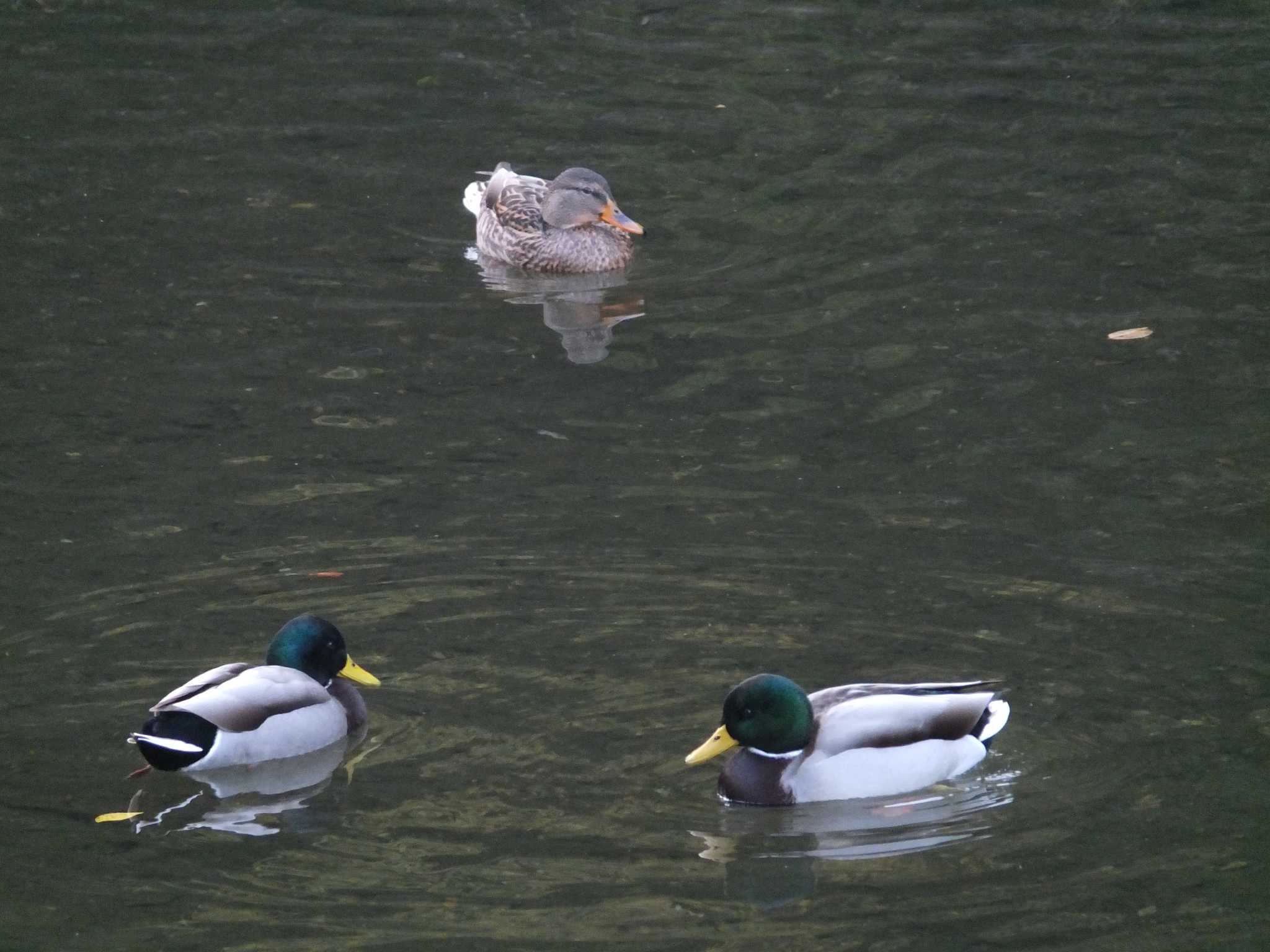 清瀬金山緑地公園 マガモの写真 by chiba