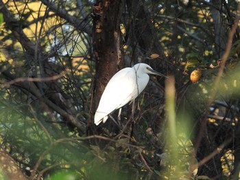 Little Egret 清瀬金山緑地公園 Tue, 11/17/2020