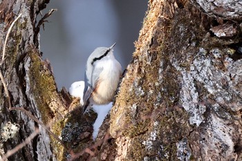 ゴジュウカラ 栃木県 2021年1月11日(月)