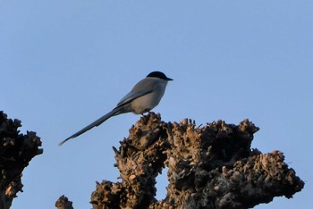 Azure-winged Magpie 東京都北区 Mon, 1/11/2021