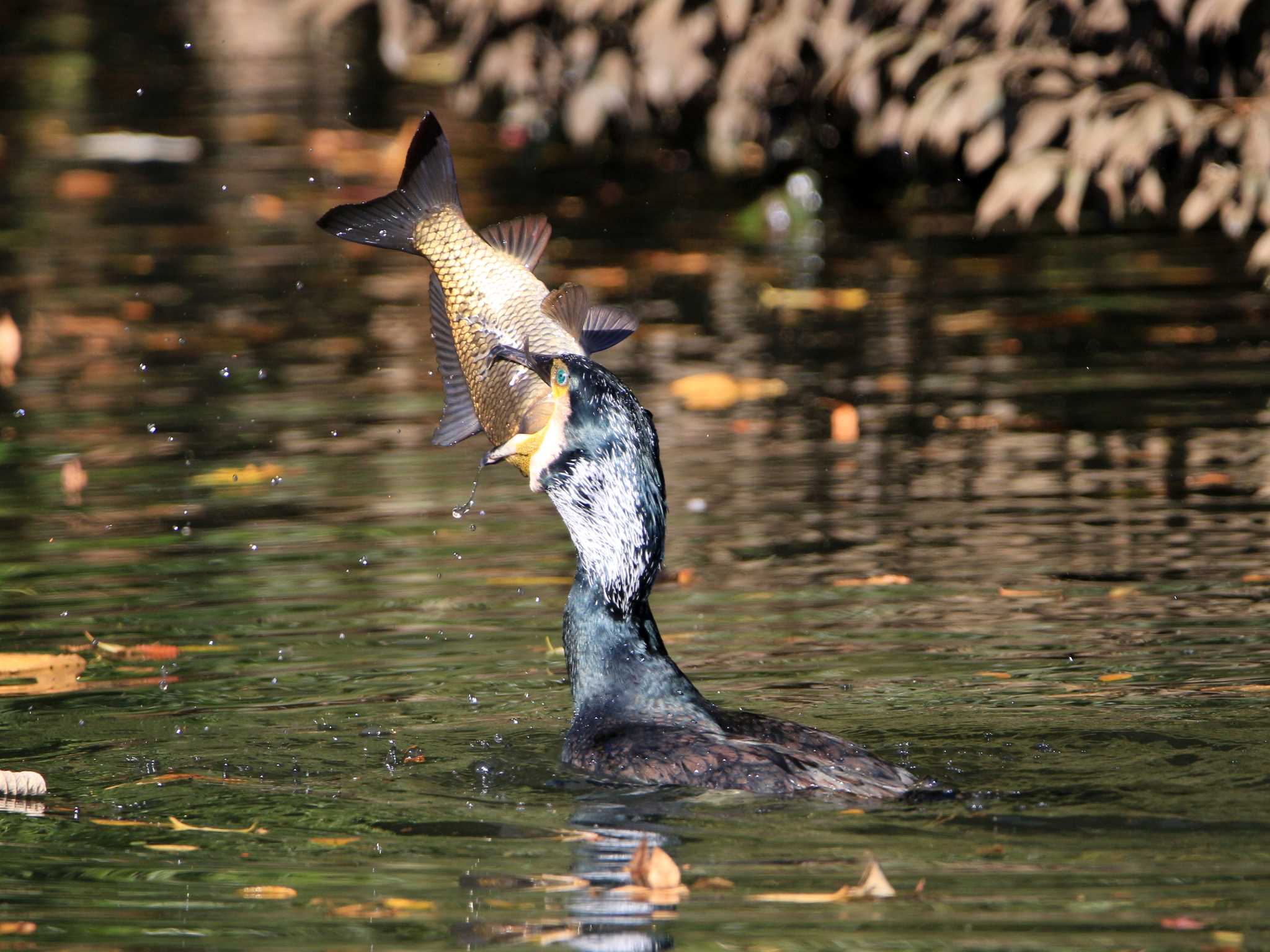 カワウ