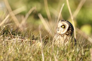 Short-eared Owl 栃木県 Mon, 1/4/2021