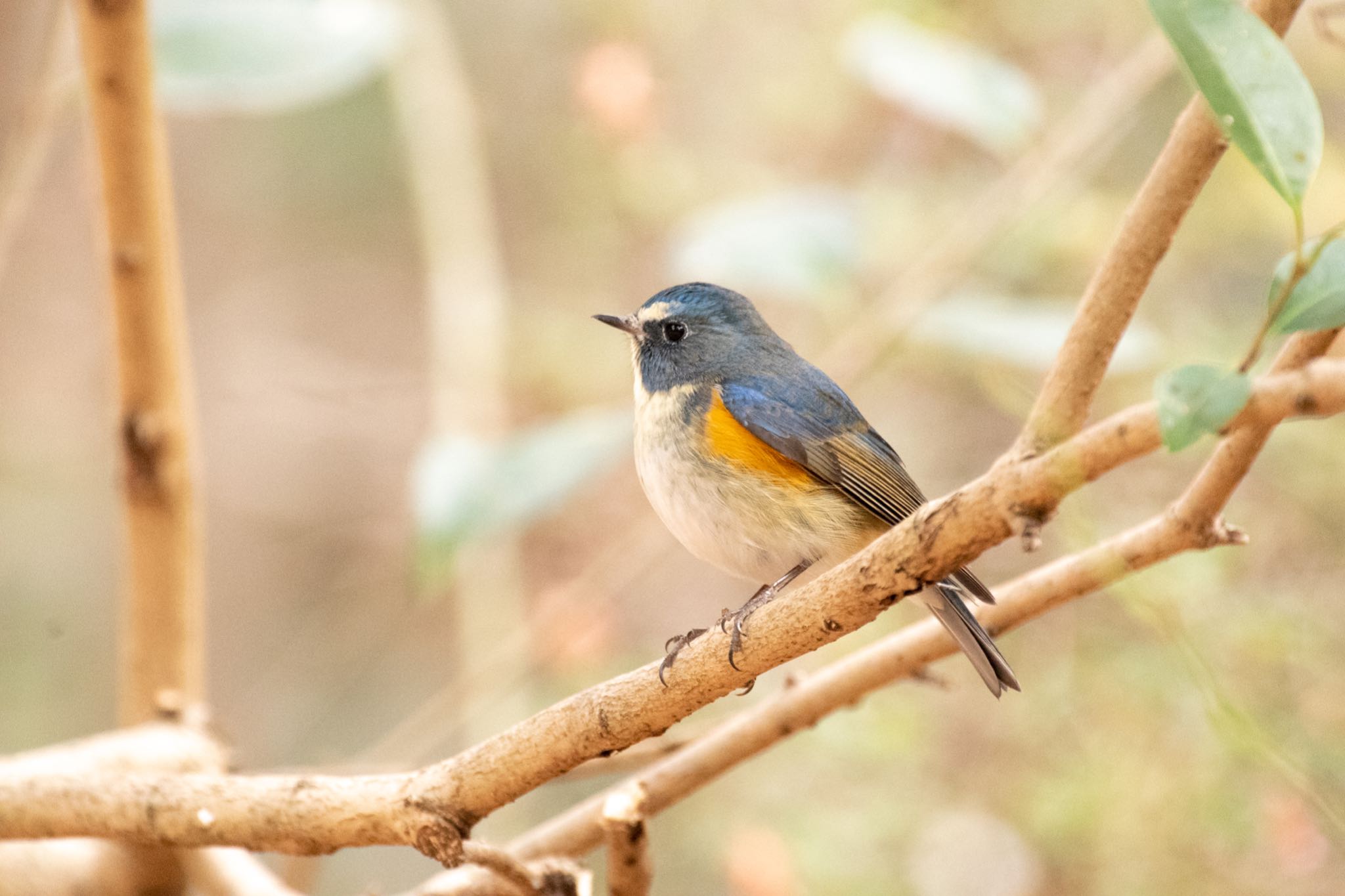 浅間山公園(府中市) ルリビタキの写真 by Marco Birds