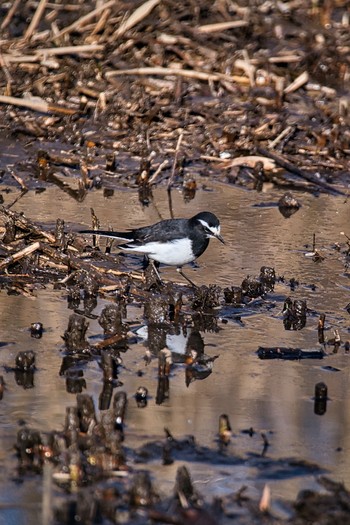 Fri, 1/1/2021 Birding report at Kitamoto Nature Observation Park