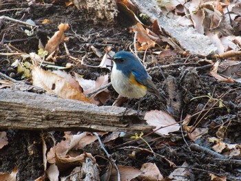 Red-flanked Bluetail Kitamoto Nature Observation Park Sun, 1/3/2021