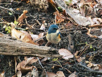 Red-flanked Bluetail Kitamoto Nature Observation Park Sun, 1/3/2021