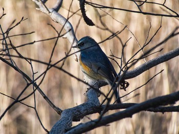 Red-flanked Bluetail Kitamoto Nature Observation Park Sun, 1/3/2021