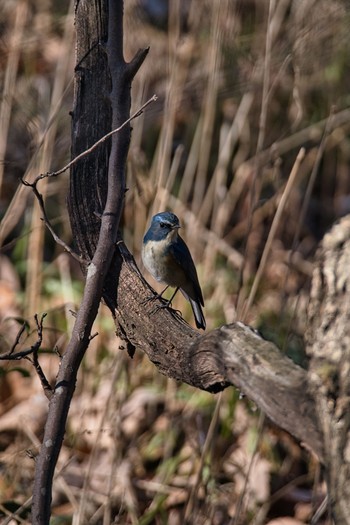 2021年1月4日(月) 北本自然観察公園の野鳥観察記録